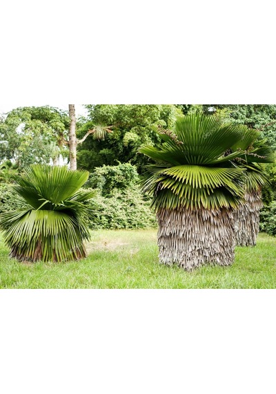 Copernicia Macroglossa Palmiye Tohum 2 Adet Tohum Ekim Seti