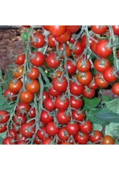 10 Adet Tohum Süper Paket Cherry Çeri Domates Tohumu Saksı Toprak Hediyeli