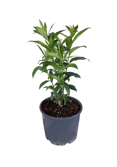 Melisa Çiçeği Kokulu Parfüm Çiçeği Bitkisi Saksıda Cestrum Nocturnum