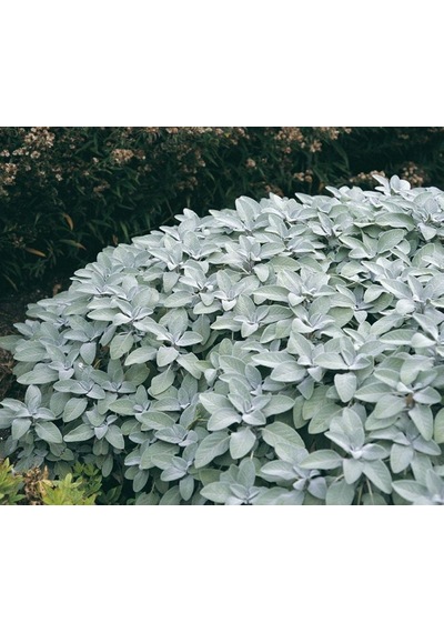 Adaçayı Fidanı Salvia Officinalis 15 20 Cm