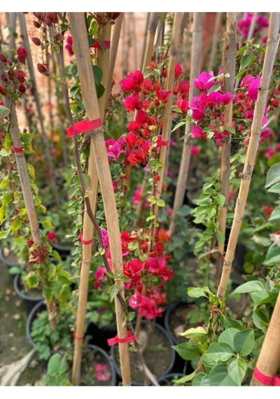 Sarmaşık Begonvil Bitkisi Saksıda 70/100 Cm Bougainvillea