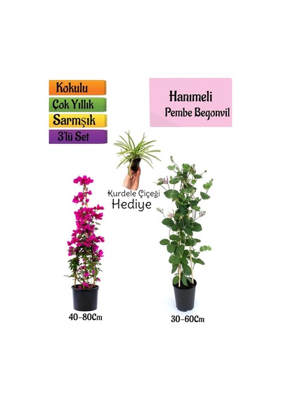 Pembe Begonvil+kokulu Hanıme Çiçeği+kurdele Çiçeği 3'lü Peyzaj Seti