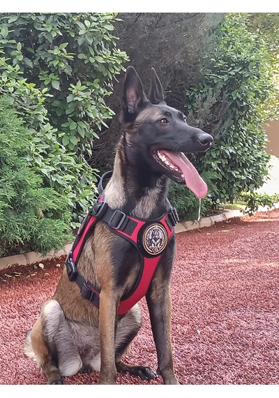 Tactical Göğüs Tasması Taktik Tasma Kırmızı