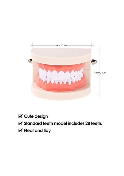 Hanying Diş Modeli Diş Çocuk Diş Öğretim Modeli Yetişkin Diş Diş Etleri Okuyan Çocuklar İçin Standart Gösteri Aracı
