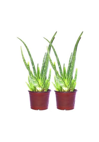 2 Adet Aloevera Çiçeği Bitkisi Aloe Vera Fidanı Dolgun Bol Yavrulu 25-30cm