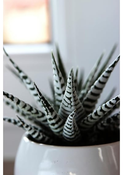 Haworthia Fasciata Alba Zebra Sukulent 8.5 Cm Saksıda Çok Renkli