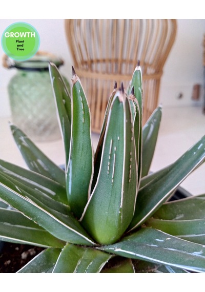 Agave Reginae-kraliçe Victoria Kaktüsü 1 Adet