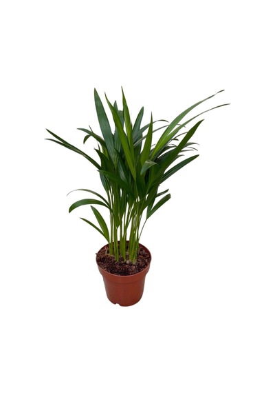 Dypsis Lutescens (Areka Palmiyesi) Ø12 CM Y30-35 CM