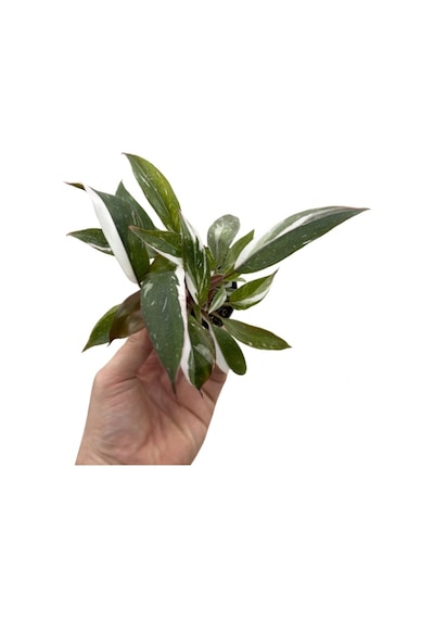 Philodendron 'red Anderson'