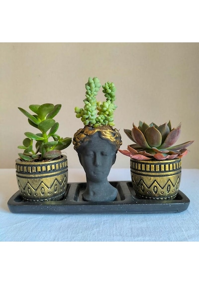 Echeveria & Para Çiçeği 3'lü Sukulent Seti | Helen Siyah & Gold Seri