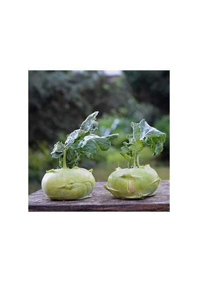 Yeşil Kohlrabi Alabaş Tohumu 20 Adet