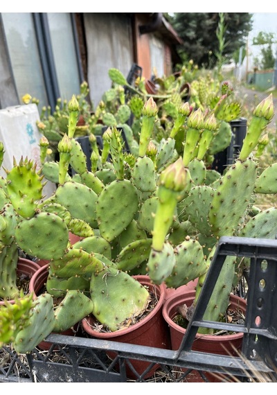 Kaynana Dili Hint Inciri Kaktüs 8 Cm Orta Boy Saksıda