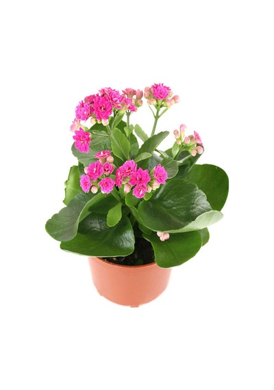 Videolu 1 Adet Pembe Renk Kalanşo Çiçeği 10-20 Cm Saksılı Çiçekli Bodur Bitkiler Kalanchoe