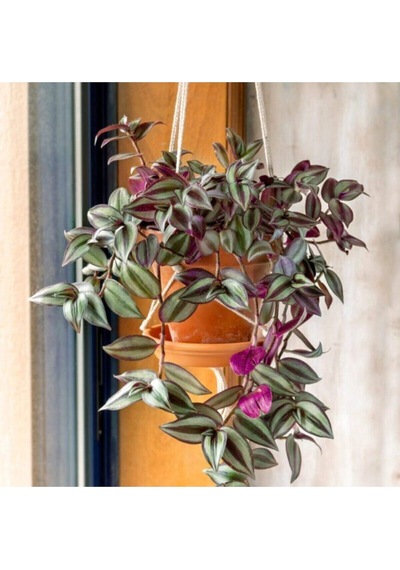 Çok Avantajlı Telgraf Çiçeği Askılı Saksı Tradescantia Zebrina Çiçeği Diğer