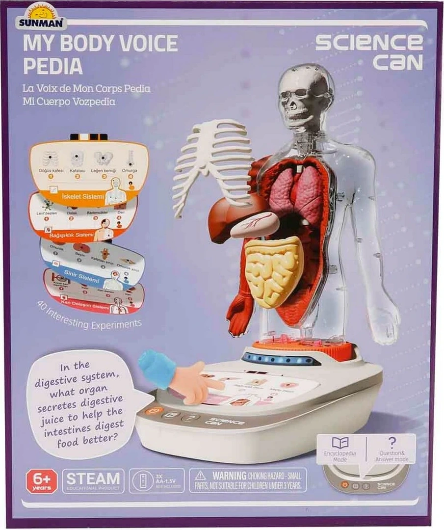 Sesli İnsan Vücudu Modeli Bilim Seti