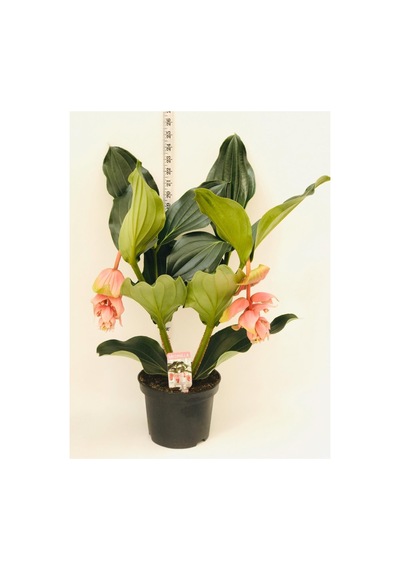 Medinella, Medine Gülü 40-50cm - 33261617
