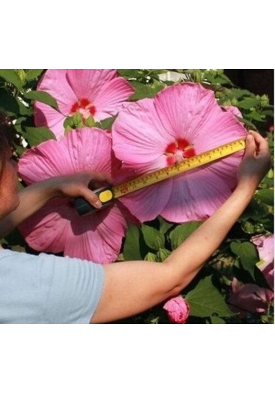 Dev Hibiscus Çiçeği Tohumu Ekim Seti 5 Tohum +Saksı+Toprak
