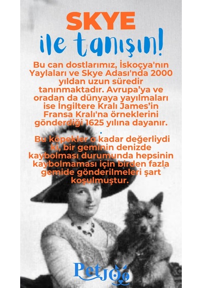 Petjoo 6.Skye Mavi-Turuncu Qr'lı Köpek Künyesi