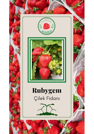 23 Adet Rubgyem Çilek Fidesi Açık Kök ve Taze Söküm (Frigo)