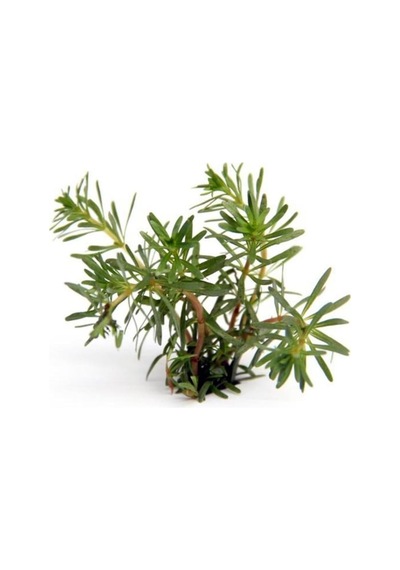 Rotala Wallichi In Vitro Canlı Bitki Çok Renkli