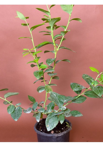 Yaban Mersini Vaccinium Corymbosum 70 Cm Saksılı Meyve Fidanı