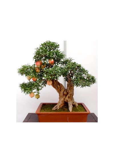 Bonsai İçin Uygun Süs Narı Tohumu 5 Adet