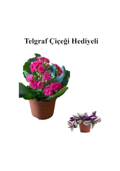 Kadınlar Gününe Özel Pembe Renk Kalanşo-emel Hanım Çiçeği Telgraf Hediyeli