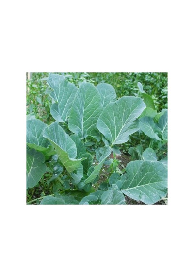 Karadeniz Lahana Tohumu - 5 Gram