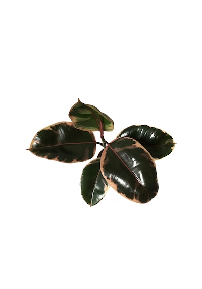 Ficus Elastica 'Belize' (Kauçuk Çiçeği) Ø12 CM 30-35 CM Ficus Elastica 'Belize' (Kauçuk Çiçeği) Ø12 CM 30-35 CM