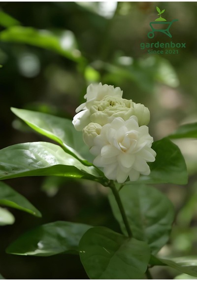 Mis Kokulu Katmerli Ful Yasemin Çiçeği 1 Adet Saksılı 40-60cm Jasminum Sambac