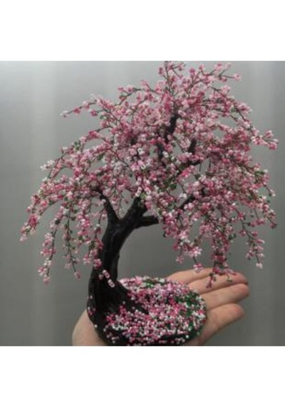 Ithal Cherry Blossom Bonzai Ağacı Tohumu Ekim Seti