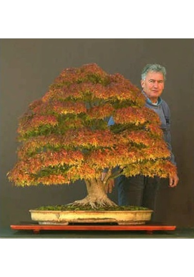 3'Lü Set Bonzai Ağacı Tohumu Bonsai Acer Rubrum Çınar Selvi Ekim