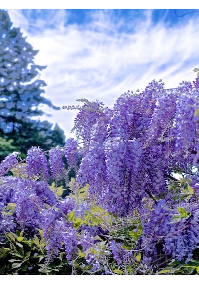 Mor Salkım 80 Cm Saksılı/tüplü Dış Mekan Sarmaşık Bitkileri Wisteria