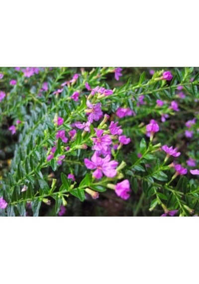 Pembe Kufeya Çiçeği1 Adet Saksılı/ Tüplü 35-55cm İç/ Dış Mekan Bitksi