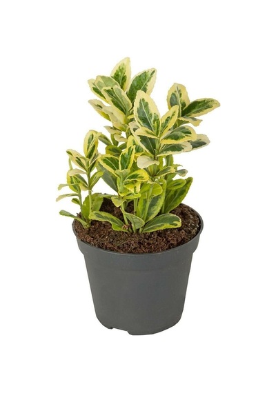 Serada Decor Plant Altuni Gold Taflan Doğal Çit Soğuğa Dayanıklı Dış Mekan Süs Bitkisi 25-45 Cm