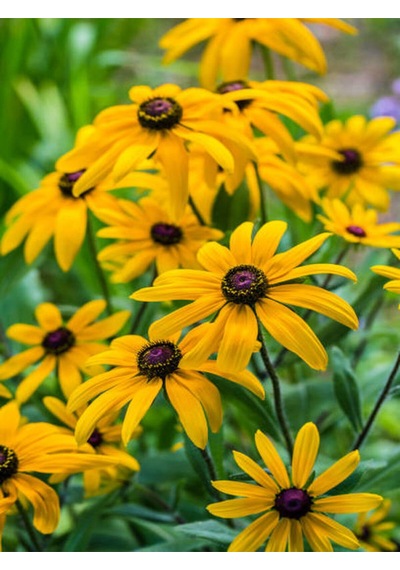Videolu Europs Papatyası Sarı Papatya 5,5 10 Cm 1 Adet Tüplü/saksılı Papatya Yellow Daisy