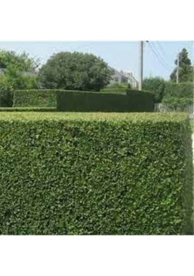 100 Adet Tohum Organik Bahçe Villa Kurtbağrı Sarmaşık Tohumu Hedi