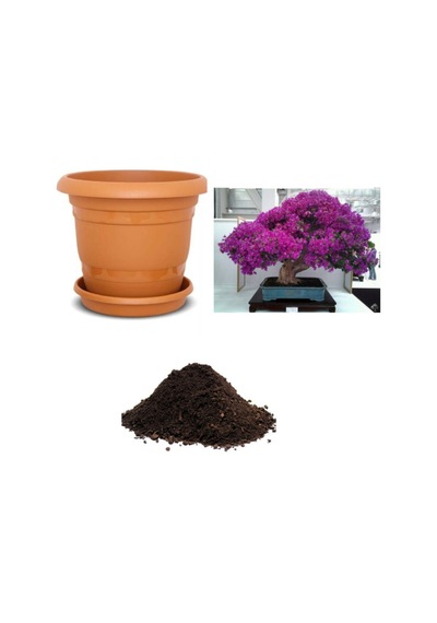 Ithal Bodur Erguvan Bonsai Ağacı Tohumu Ekim Seti