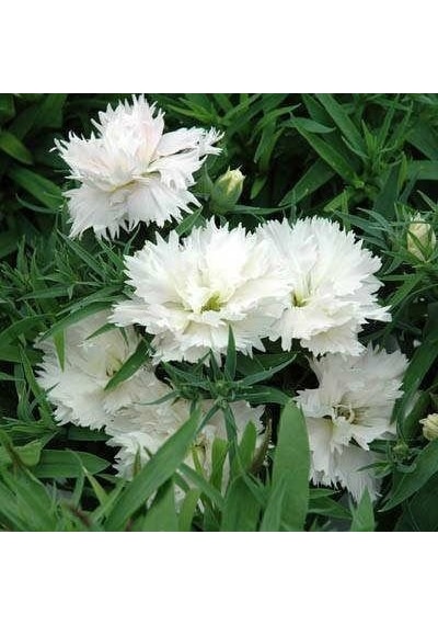 Çin Karanfili Dianthus Sinensis - Beyaz 5 Adet