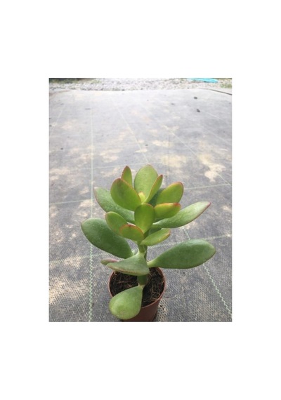Yeşim Çiçeği Para Çiçeği Fidesi Fidanı 10-20 Cm