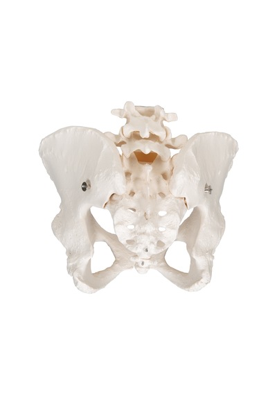 Kadın Pelvis Modeli - Hareketli