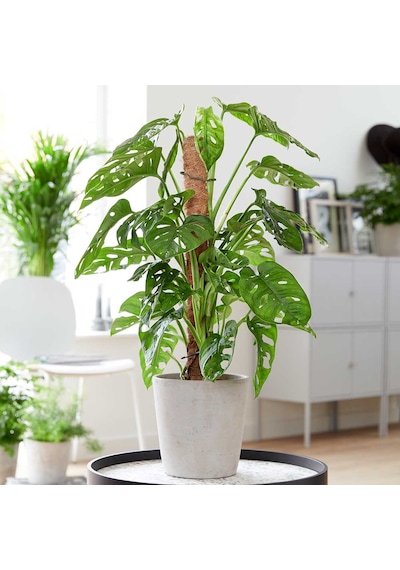 Pilea & Pembe Telgraf(Nanouk) & Delkli Deva Tabanı(Monstera Adons