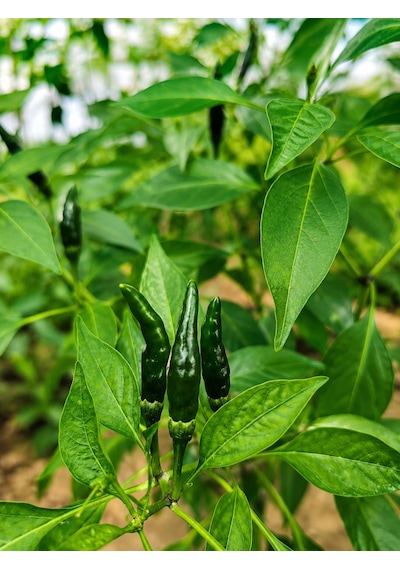 Bird Eye Pepper / 50.000 100.000 Scoville - Gerçek Taze Acı Biber