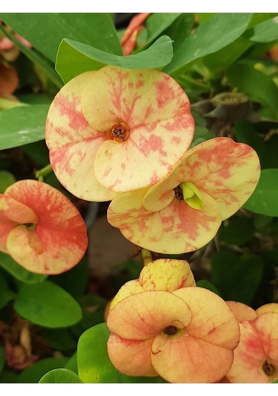 Taylanda Mili - Dikenler Tacı Iri Ebrulî Çiçek Açan Bitki Boyu 5-7 Cm'dir 5.5cm Saksılı-9088096634096