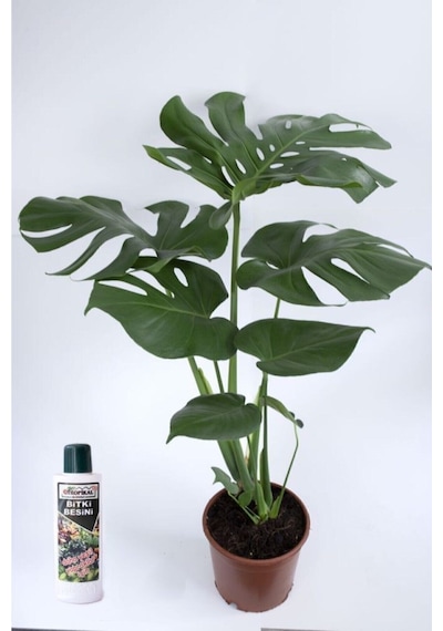 Deve Tabanı Çiçeği Besin Hediyeli Monstera Deliciosa Iç Mekan Bitkisi