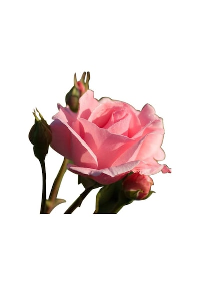 Gül Fidesi ''pembe'' 10-20 Cm