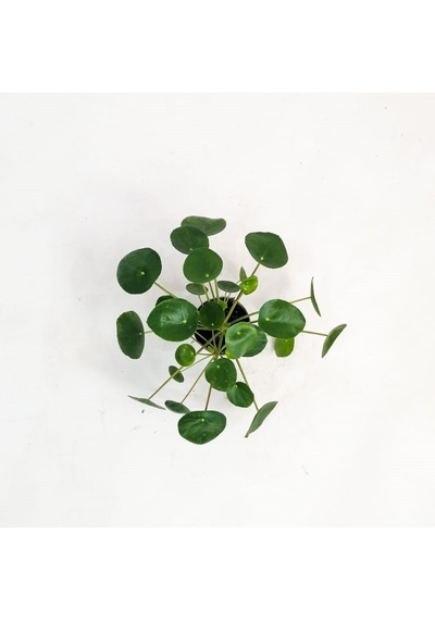 Pilea Peperomioides-çin Para Bitkisi