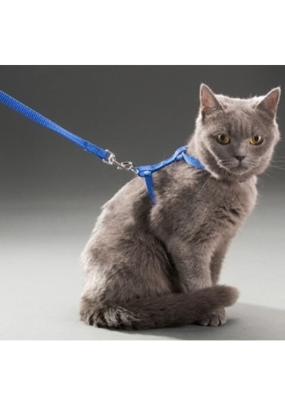 Kedi Boyun Ve Göğüs Tasması - 24242414431sa