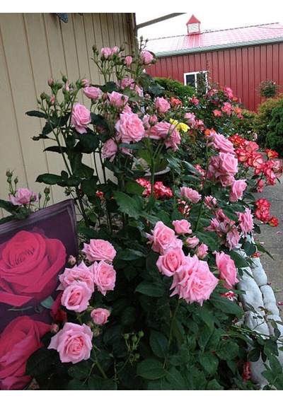 Videolu Sarmaşık Gül Pembe Renkli Kokulu 60 80 Cm 3 Adet Aşılı Gül Pink Rose