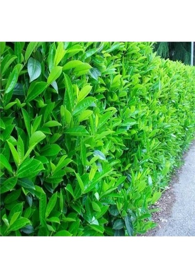 Serada Decor Plant Kartopu Viburnum Lucidum Fidanı 15-25 Cm 3 Adet Doğal Çit Duvar